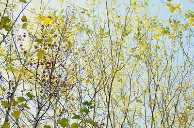 Low angle view of yellow flowers on tree