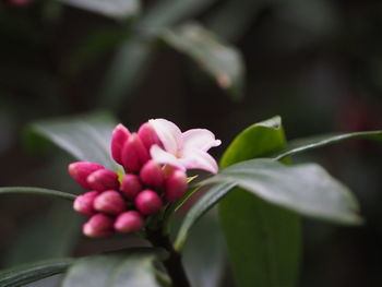 Close-up of pink flowering plant