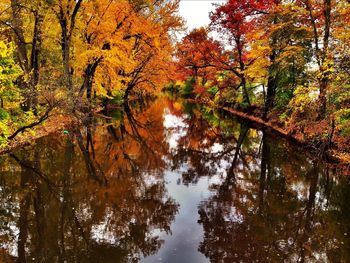 Reflection of trees in water