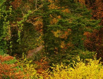 Full frame shot of multi colored trees