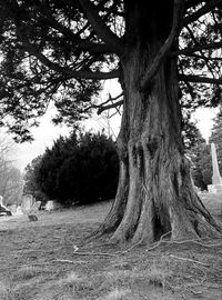 Trees growing on landscape