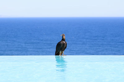 View of bird in sea against clear sky