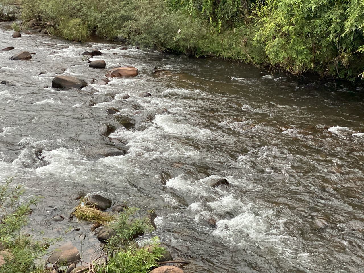 SCENIC VIEW OF RIVER STREAM IN FOREST