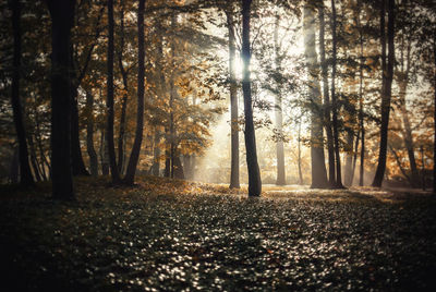 Trees in forest