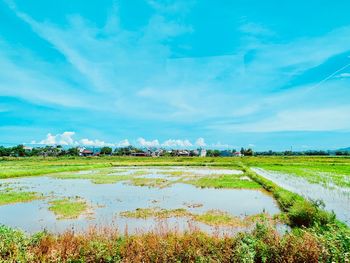 Scenic view of field against sky