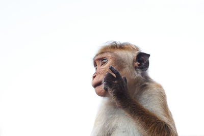 Close-up of a monkey against white background