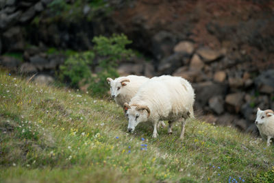Icelandic sheep roaming the hills in iceland