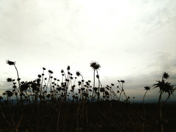 Silhouette plants growing on field against sky