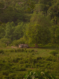Trees on field in forest