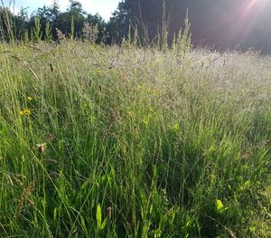 Close-up of grass on field against sky