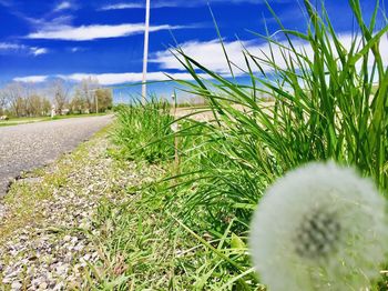 Close-up of fresh plants on field against sky