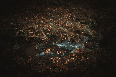 High angle view of dry leaves on field in forest