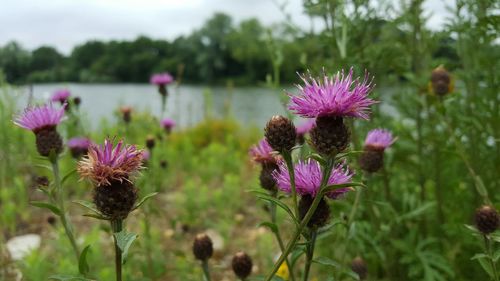 Close-up of pink flowers blooming in field