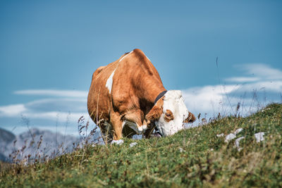 Horse grazing on field