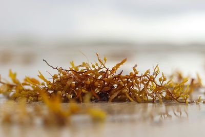Close-up of plant by sea