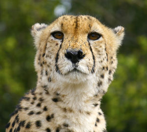 Cheetah sitting on field at forest