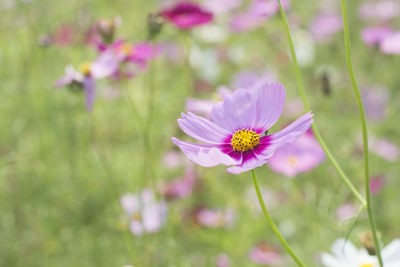 Close-up of pink cosmos flower on field