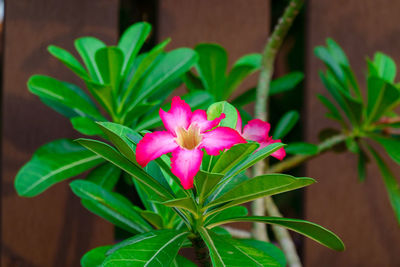 Close-up of pink flowering plant