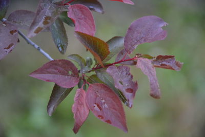 Close-up of water drops on leaves