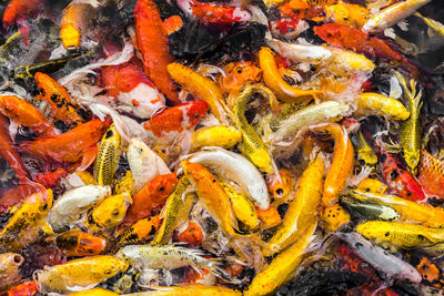 High angle view of koi carps swimming in pond