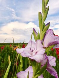 Close-up of flowers blooming against sky