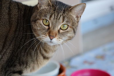 Close-up portrait of a cat