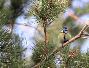 Close-up of bird perching on branch