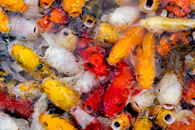 High angle view of koi fish in sea