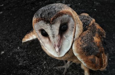 Close-up of a bird