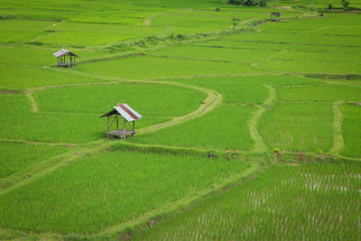 High angle view of agricultural field