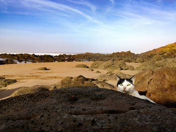 View of a cat on sand