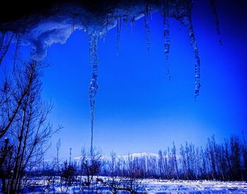 Frozen bare trees against blue sky