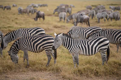 Zebras on a field