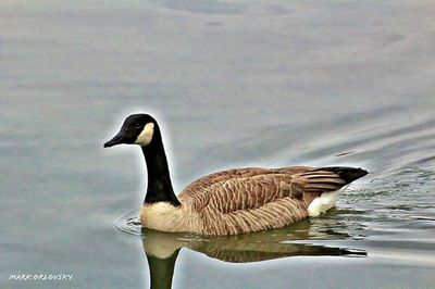 Birds in calm lake