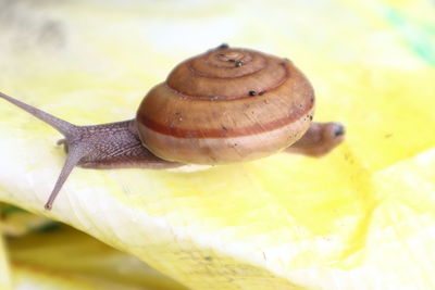 Close-up of snail on leaf