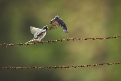 Birds perching on barbed wire 