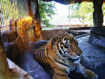 Tiger in zoo