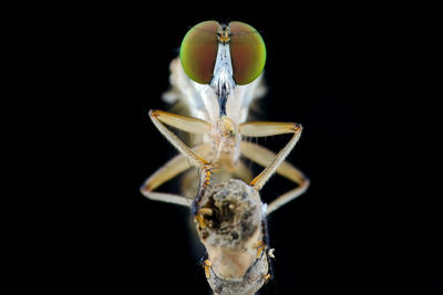 Close-up of insect against black background