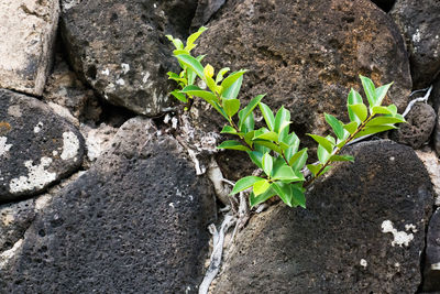 High angle view of plants growing on field