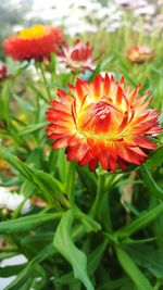 Close-up of red flower blooming in park