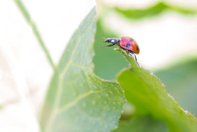 Close-up of ladybug on leaf