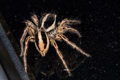 Close-up of spider