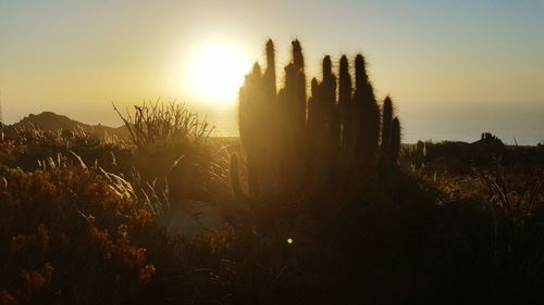 Silhouette plants on field against sky during sunset