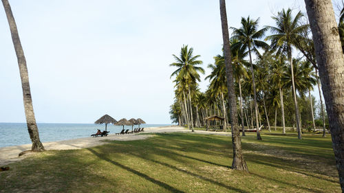 Scenic view of palm trees on beach against sky