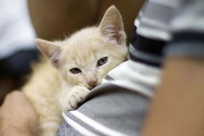 Close-up portrait of kitten on bed at home