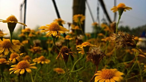 Close-up of yellow flowers blooming outdoors