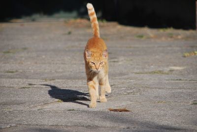 Portrait of a cat walking