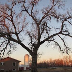 Bare trees with buildings in background