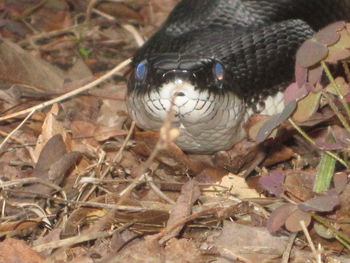 Close-up of bird