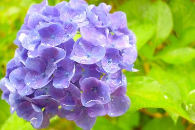 Close-up of wet purple rose flower